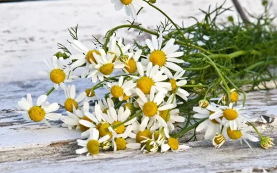 Erboristeria a Segrate: il potere delle piante per la salute naturale